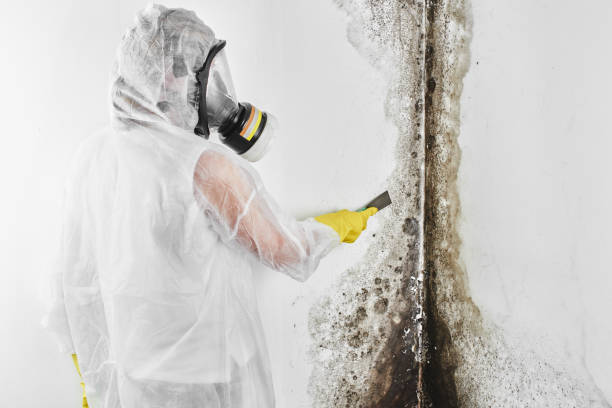 Best Crawl Space Mold Remediation in Bayou Gauche, LA
