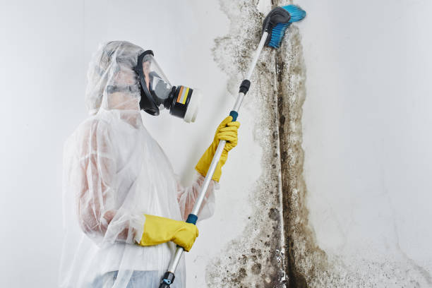 Bayou Gauche, LA Mold Remediation Company