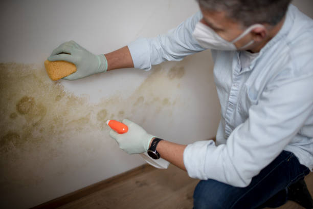 Best Black Mold Remediation in Bayou Gauche, LA