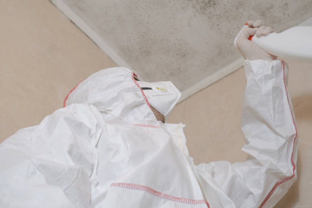 Best Insurance-Related Mold Remediation in Bayou Gauche, LA