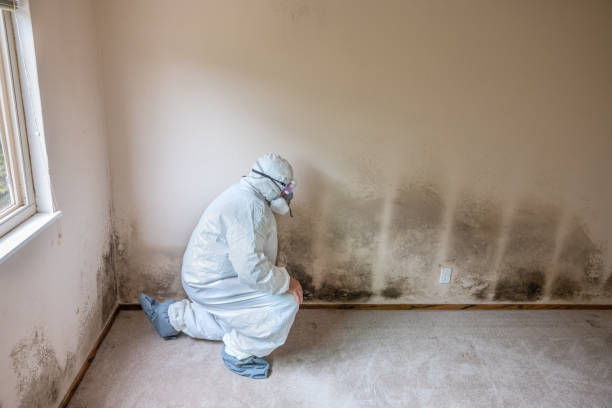  Bayou Gauche, LA Mold Removal Pros