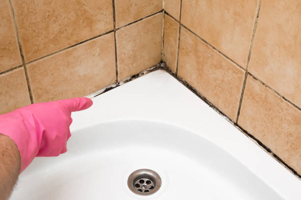Best Attic Mold Remediation in Bayou Gauche, LA